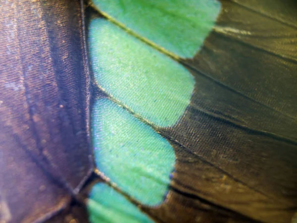 makro bir kelebek kanat