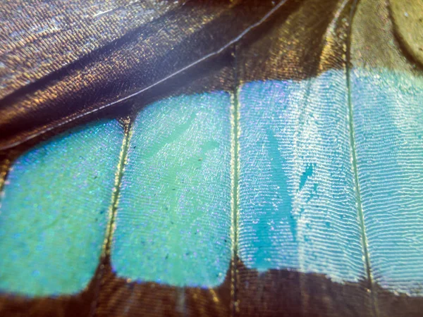 makro bir kelebek kanat