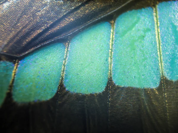 makro bir kelebek kanat