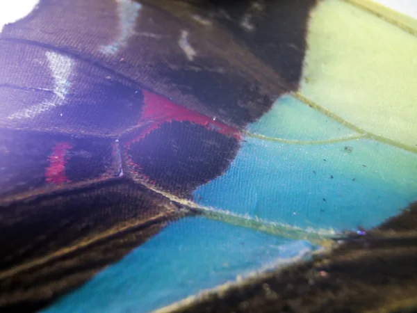 makro bir kelebek kanat