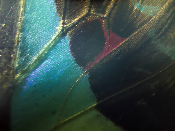 makro bir kelebek kanat