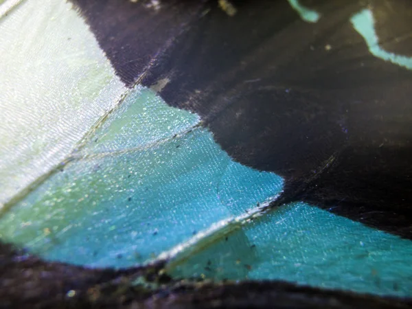 makro bir kelebek kanat