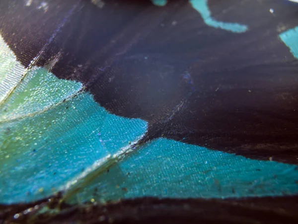 makro bir kelebek kanat