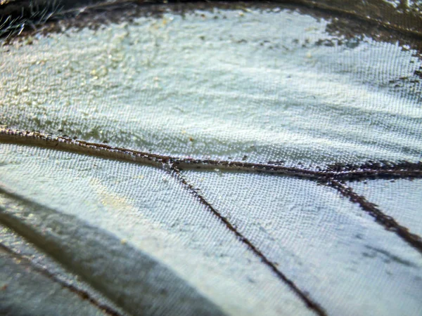 makro bir kelebek kanat