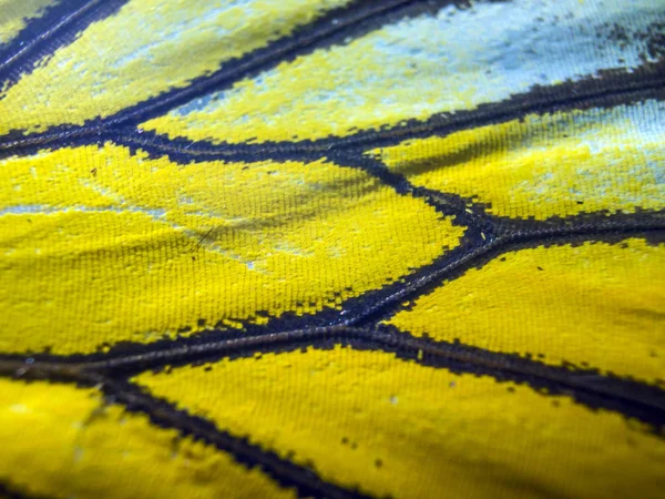 Macro Butterfly Wings — Stock Photo, Image