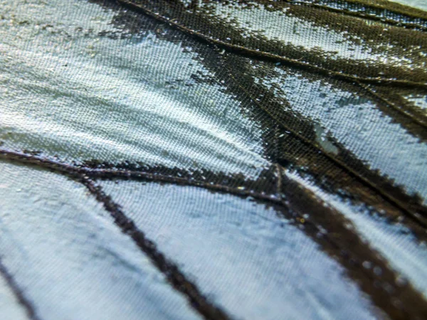 makro bir kelebek kanat