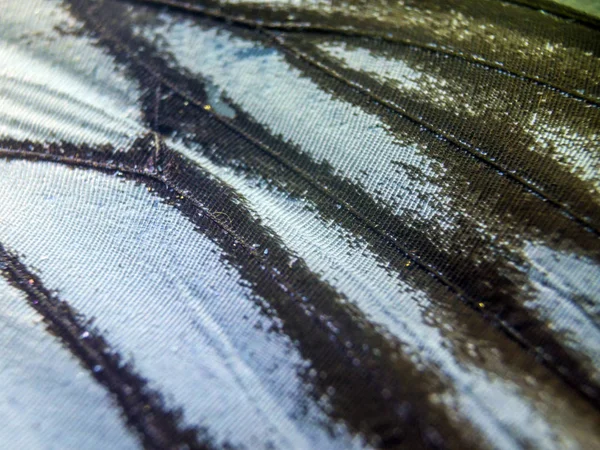 makro bir kelebek kanat