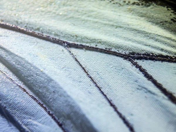 makro bir kelebek kanat