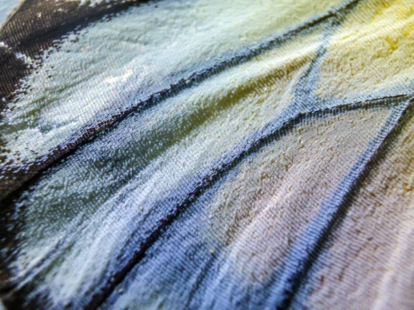 makro bir kelebek kanat