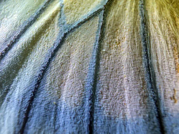 makro bir kelebek kanat