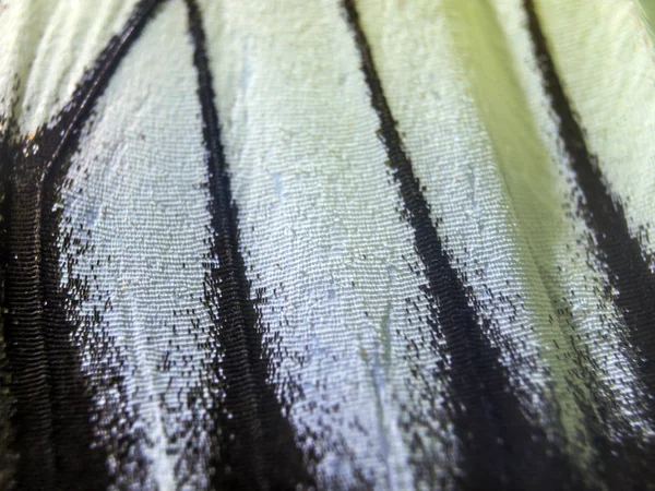 makro bir kelebek kanat