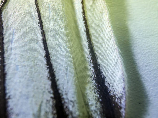 makro bir kelebek kanat