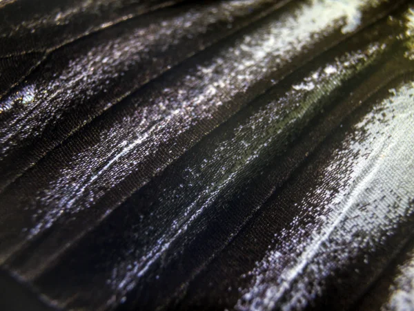 makro bir kelebek kanat