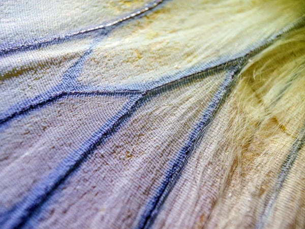 makro bir kelebek kanat