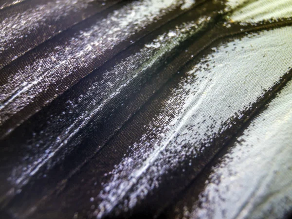 makro bir kelebek kanat