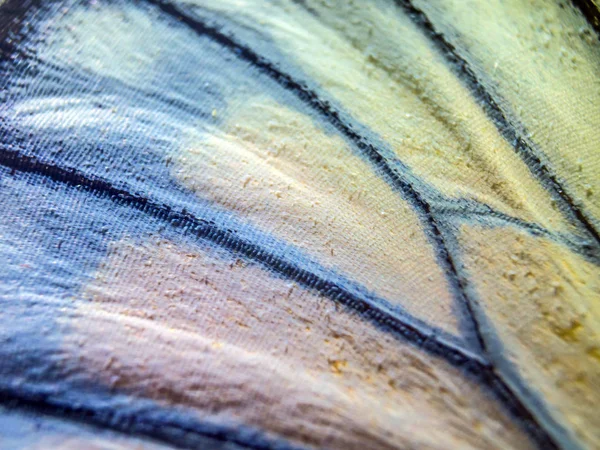 makro bir kelebek kanat