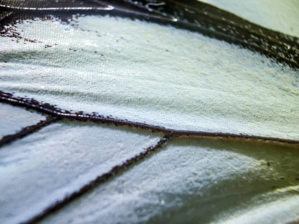 makro bir kelebek kanat