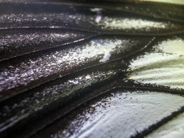 makro bir kelebek kanat