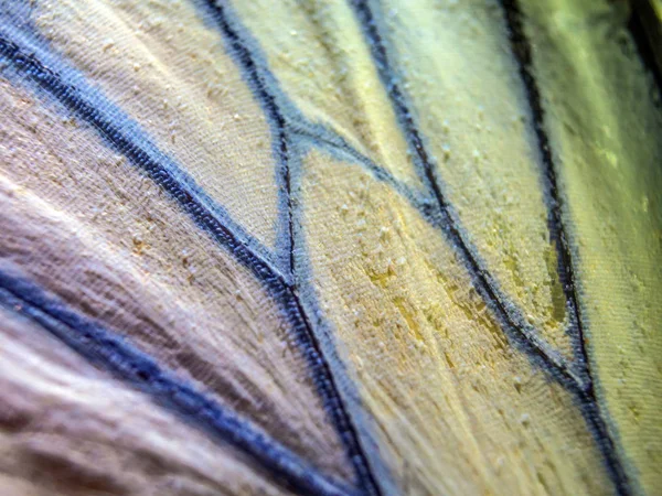 makro bir kelebek kanat