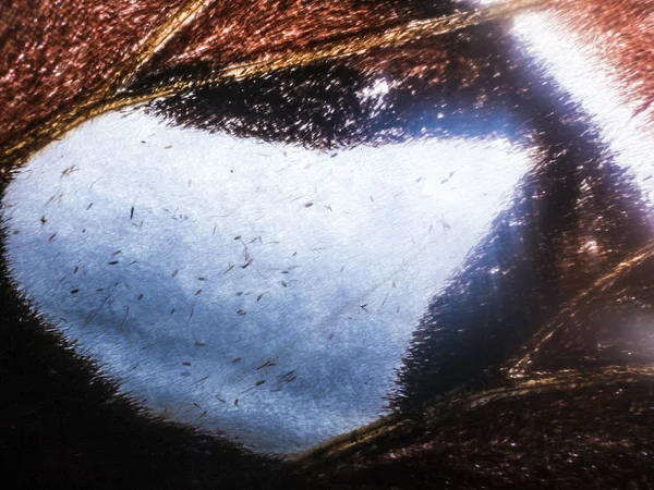 makro bir kelebek kanat