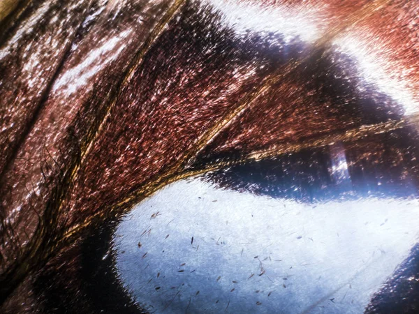 makro bir kelebek kanat