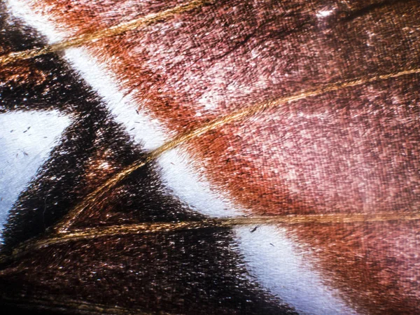 makro bir kelebek kanat