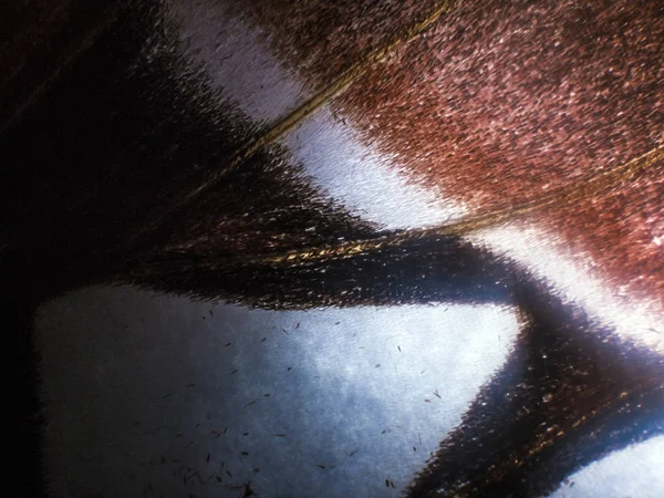 makro bir kelebek kanat