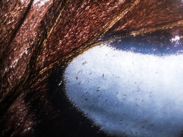 makro bir kelebek kanat