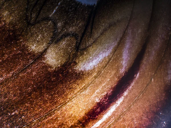 makro bir kelebek kanat