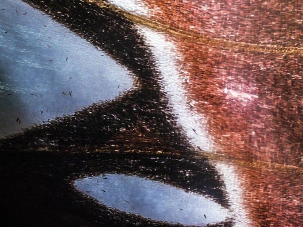 makro bir kelebek kanat