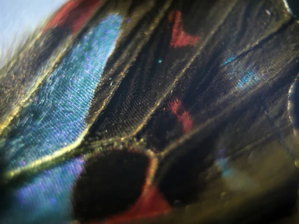 makro bir kelebek kanat