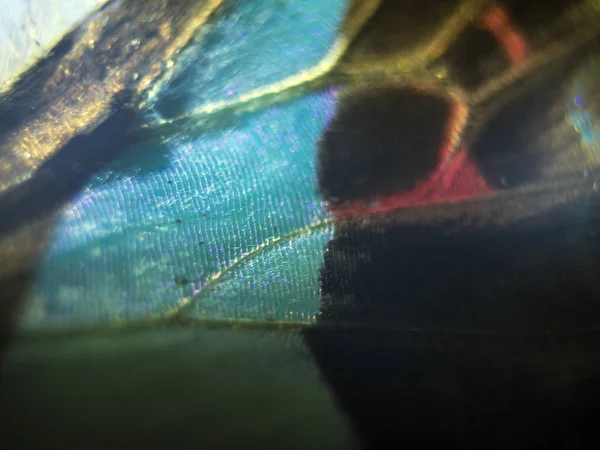 makro bir kelebek kanat