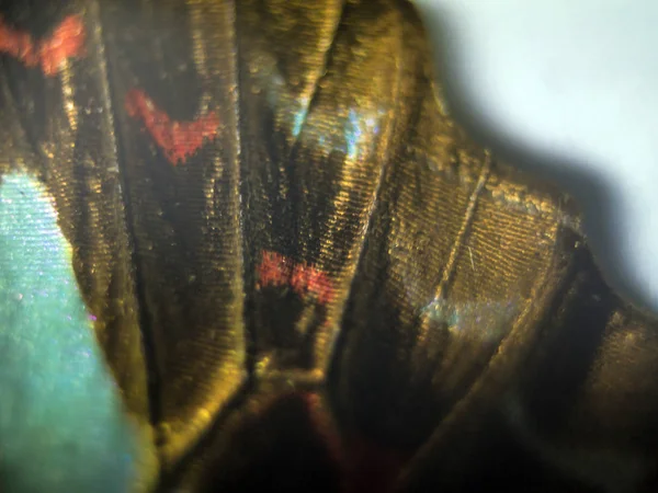 makro bir kelebek kanat