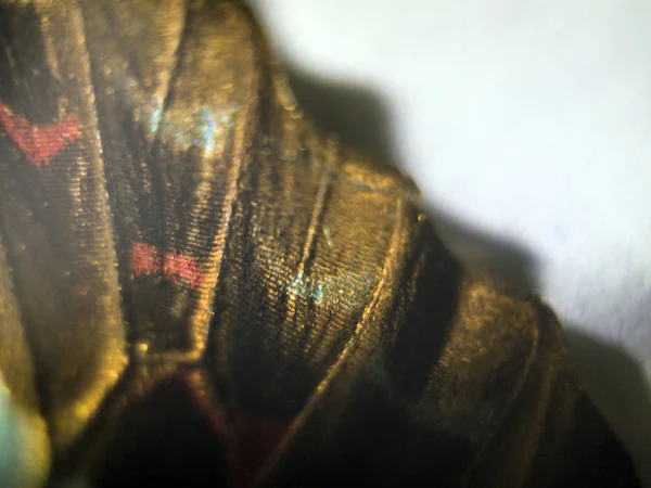 makro bir kelebek kanat