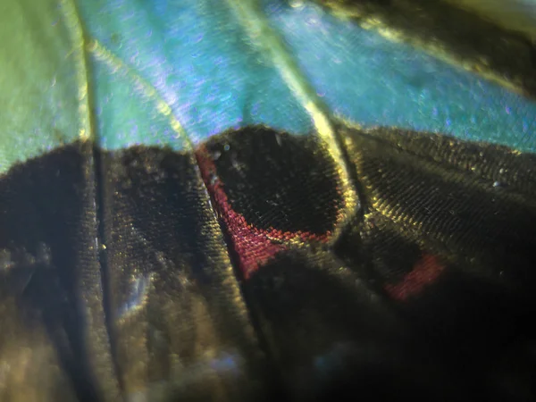 makro bir kelebek kanat