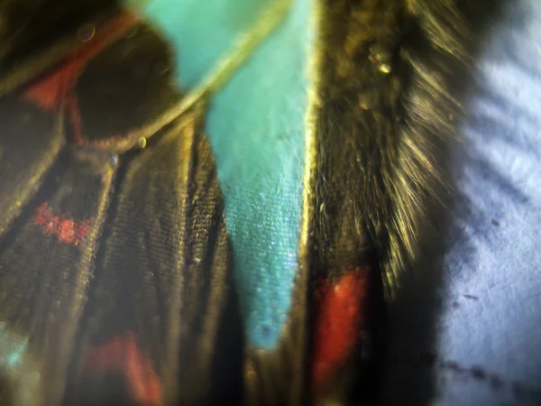 makro bir kelebek kanat