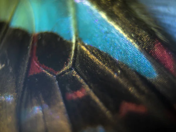 Macro Une Aile Papillon — Photo