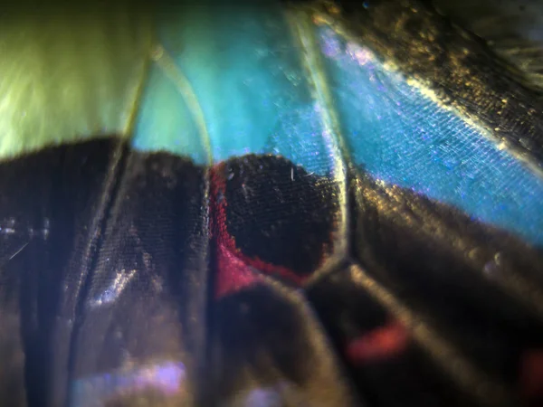 makro bir kelebek kanat