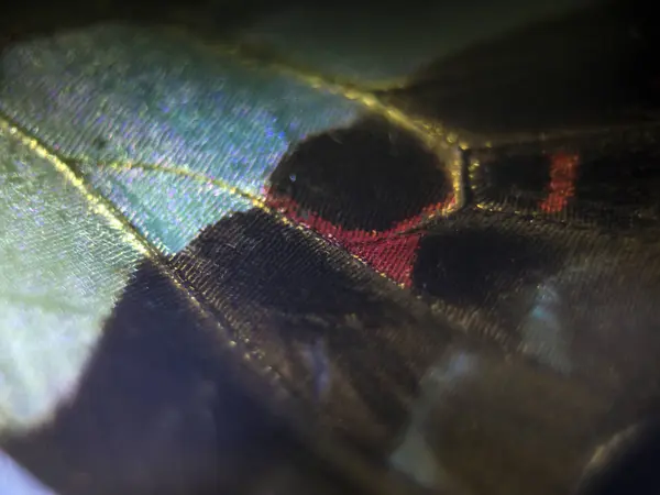 makro bir kelebek kanat