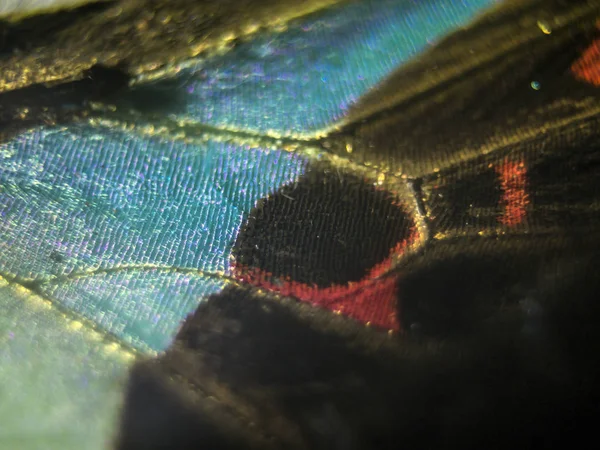 makro bir kelebek kanat