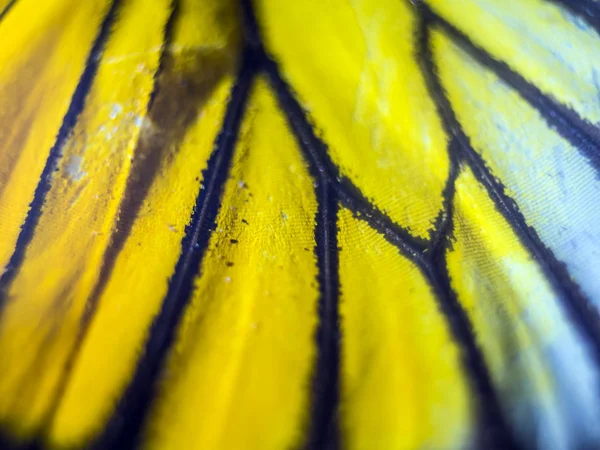 Macro Una Mariposa Alas — Foto de Stock