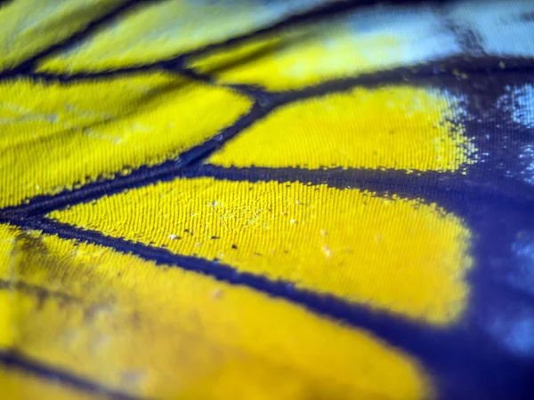 Makro Motýlích Křídel — Stock fotografie
