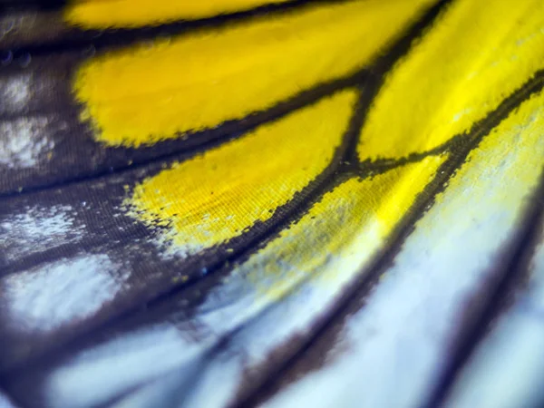 makro bir kelebek kanat