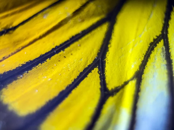 makro bir kelebek kanat