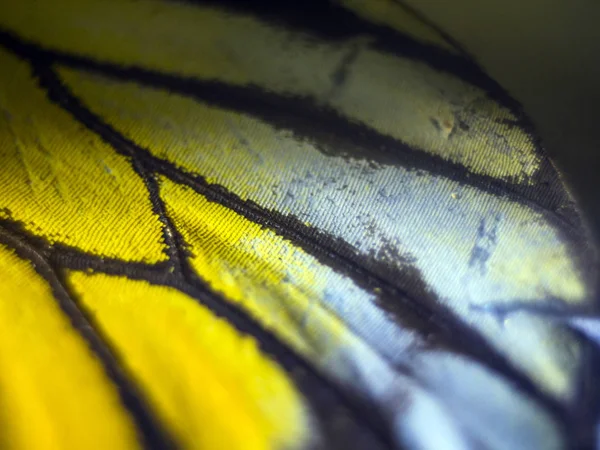 makro bir kelebek kanat