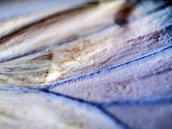 makro bir kelebek kanat