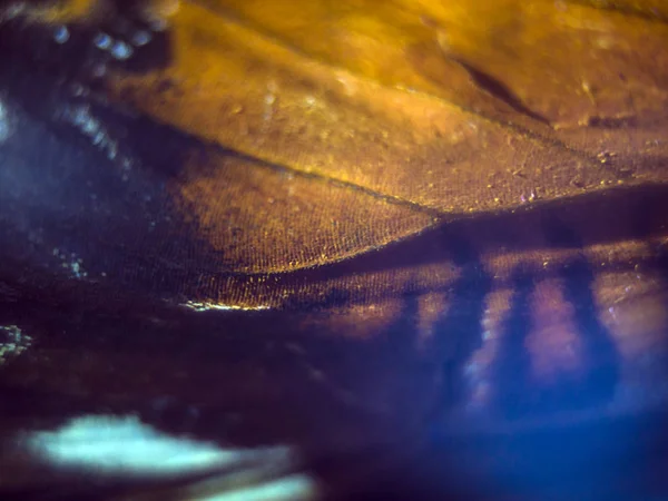 makro bir kelebek kanat