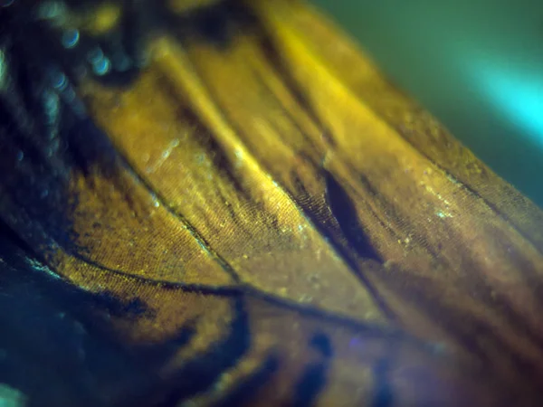 makro bir kelebek kanat