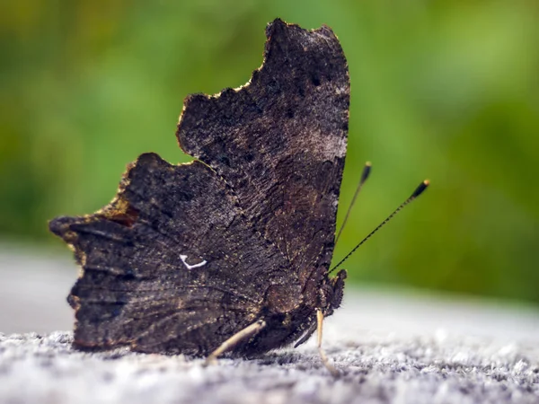 Makro Eines Schmetterlingsflügels — Stockfoto