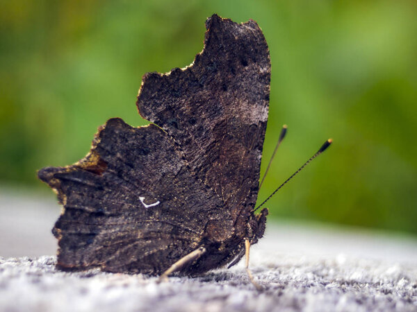 macro of a butterfly wings
